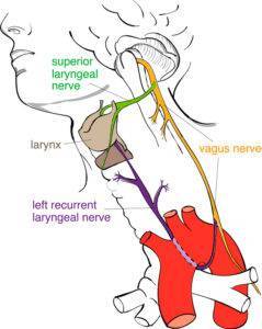 Recurrent laryngeal nerve illustration