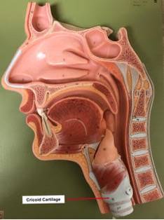 Cricoid Cartilage on model of the head