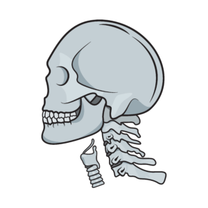 Image of head skeletal system