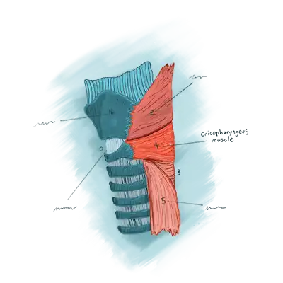 Illustration of the cricopharyngeus muscle