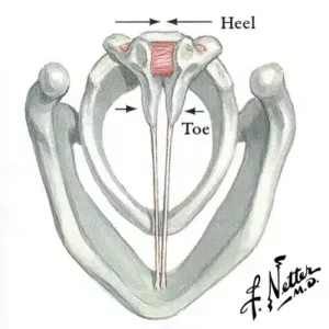 Heel and toe of arytenoid cartilages