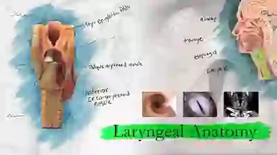 Laryngeal anatomy YT Thumbnail