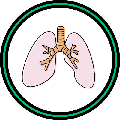 Illustration of lungs