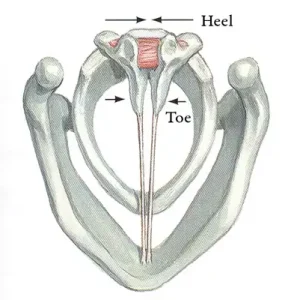 Heel and toe of arytenoid cartilages