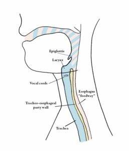 Illustration of a normal airway structure