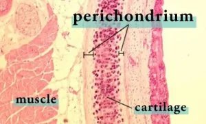Cross section of internal and external perichondrium in the larynx.